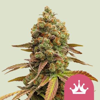 Royal Queen Seeds - Special Queen1 - 3 Seeds