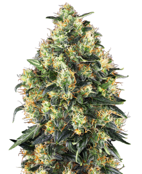 Super Skunk - auto. (5St.)