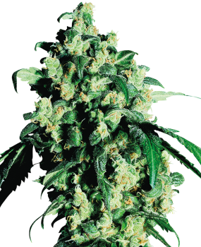 Super Skunk - fem. (5St.)