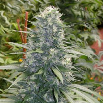 White Satin Hanfstecklinge