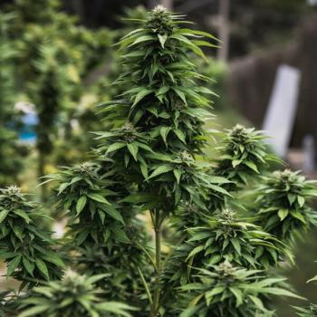 Royal Queen Seeds - White Widow 3 Seeds