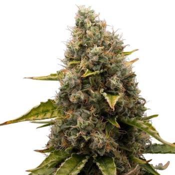Royal Queen Seeds - White Widow 3 Seeds