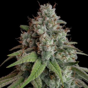 Royal Queen Seeds - White Widow 3 Seeds