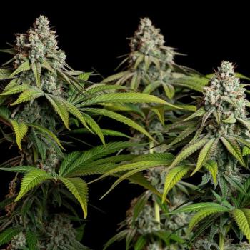 Royal Queen Seeds - White Widow 3 Seeds