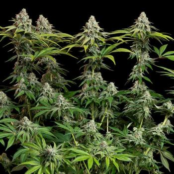 Royal Queen Seeds - White Widow 3 Seeds