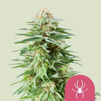 Royal Queen Seeds - White Widow 3 Seeds