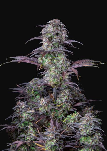 420 Fast Buds Blueberry Auto 5 Stk feminisiert