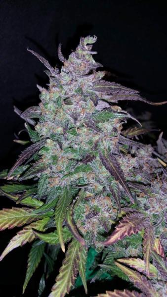 420 Fast Buds Blueberry Auto 5 Stk feminisiert