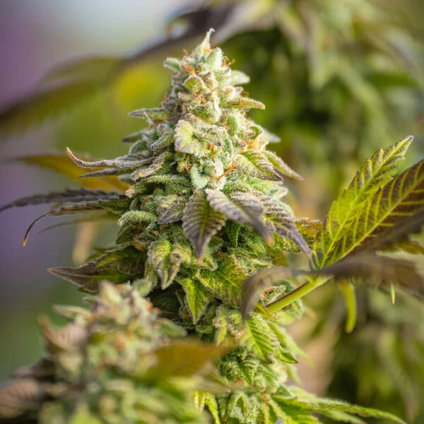 Royal Queen Seeds - Special Queen1 - 3 Seeds