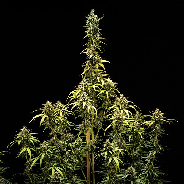 NYC Sour D Auto 3 Seeds