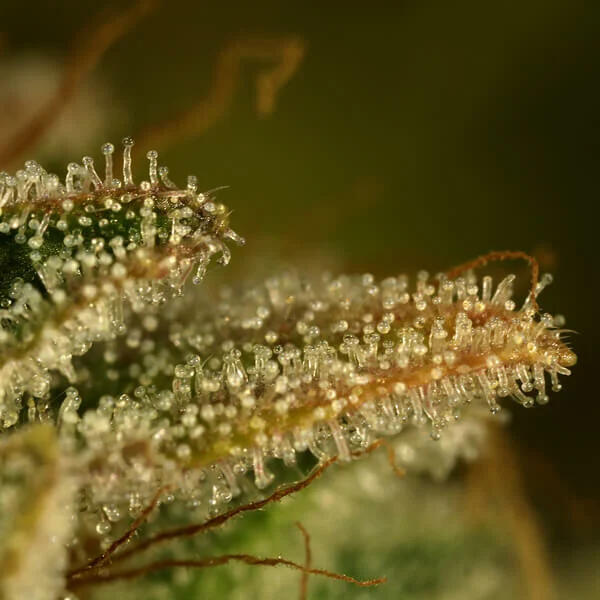 Green Gelato 3 Seeds