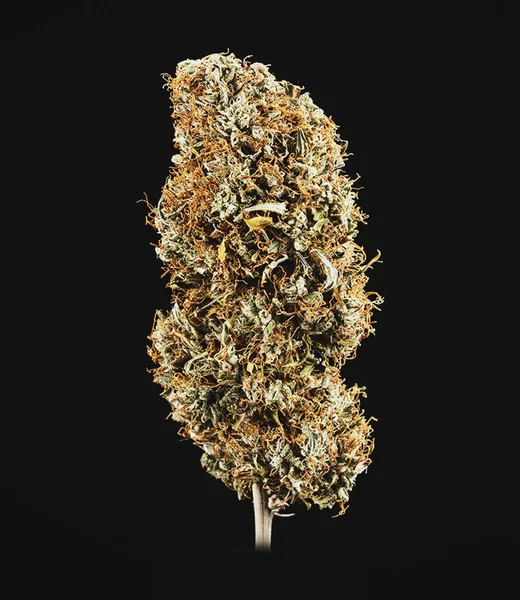 Cookies Gelato Auto 3 Seeds