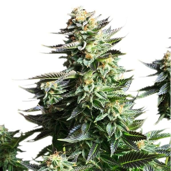 Royal Queen Seeds - Amnesia Haze 3 Seeds