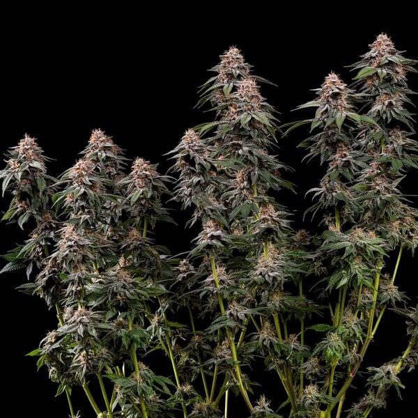 Amnesia Haze 3 Seeds