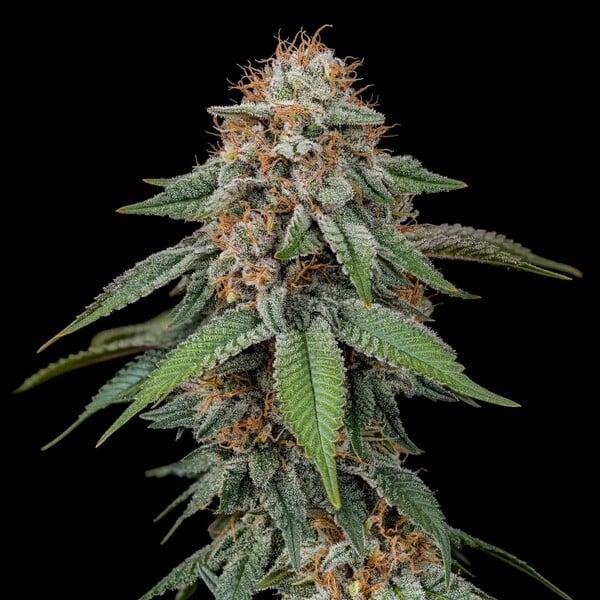 Amnesia Haze 3 Seeds