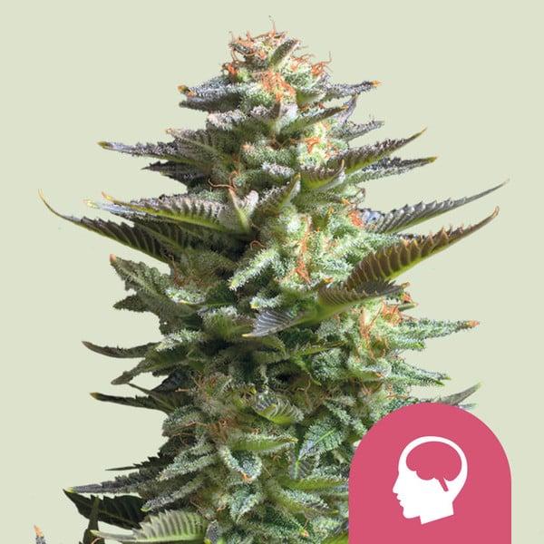 Amnesia Haze 3 Seeds