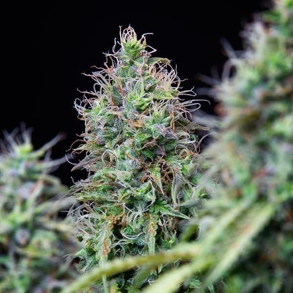 Amnesia Haze Auto 3 Seeds
