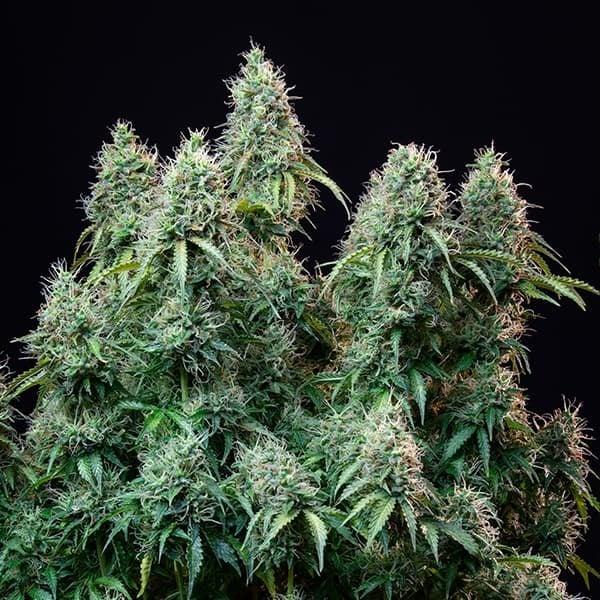 Amnesia Haze Auto 3 Seeds