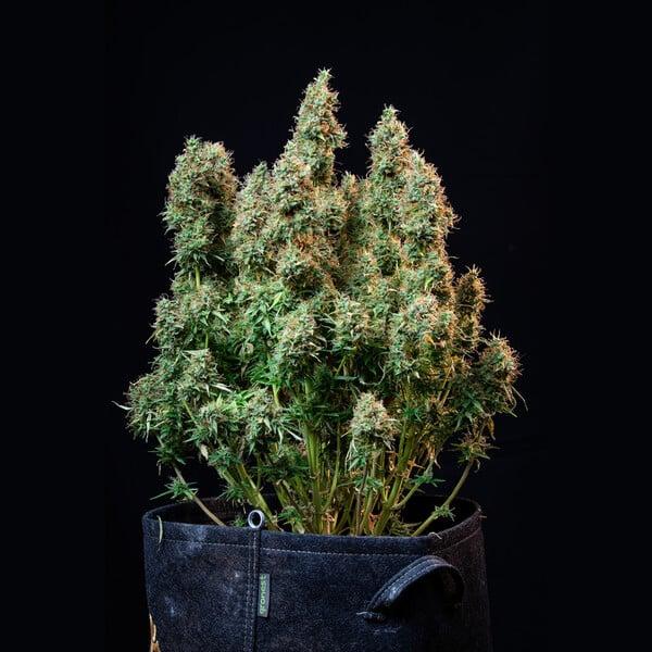 Amnesia Haze Auto 3 Seeds