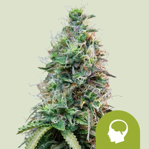Amnesia Haze Auto 3 Seeds