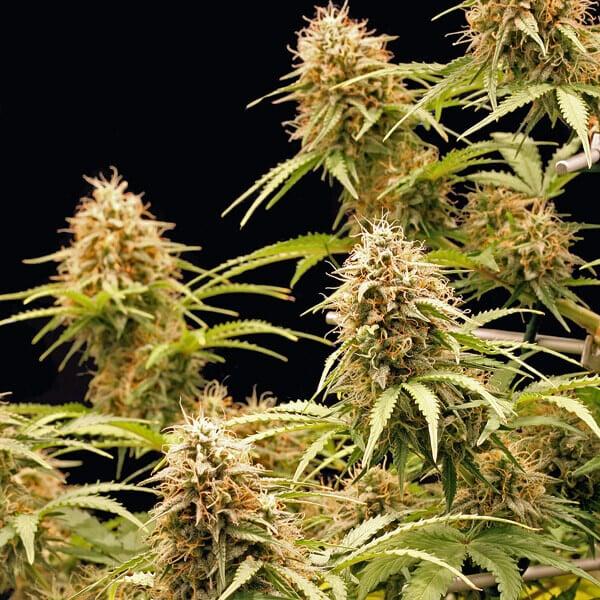 Amnesia Haze Auto 3 Seeds