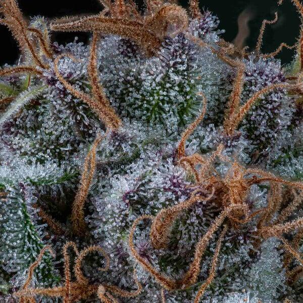 Royal Queen Seeds - Amnesia Haze 3 Seeds