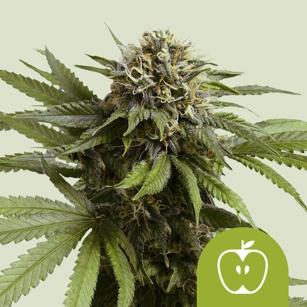Royal Queen Seeds - Apple Fritter 3 Seeds