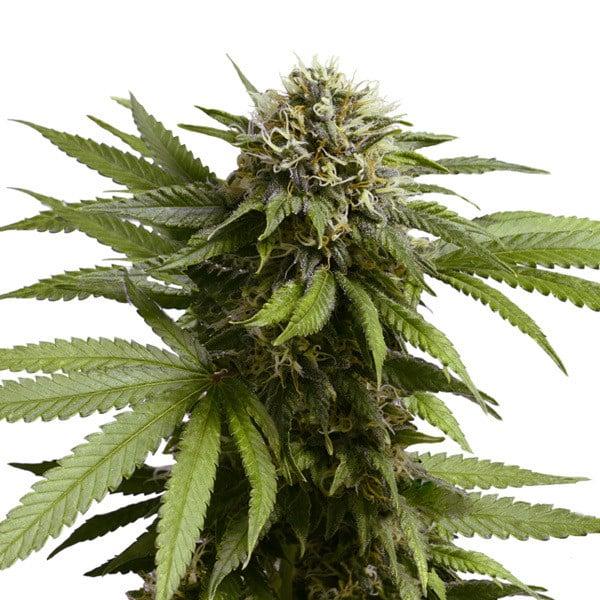 Royal Queen Seeds - Apple Fritter 3 Seeds
