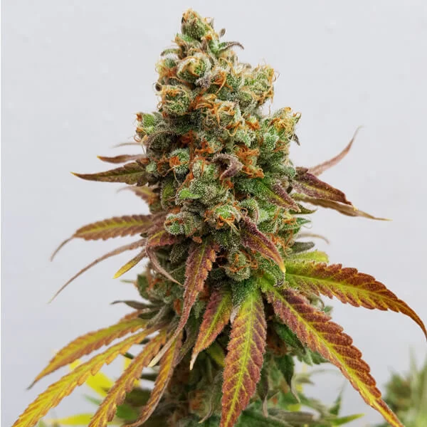 Royal Queen Seeds - Special Queen1 - 3 Seeds