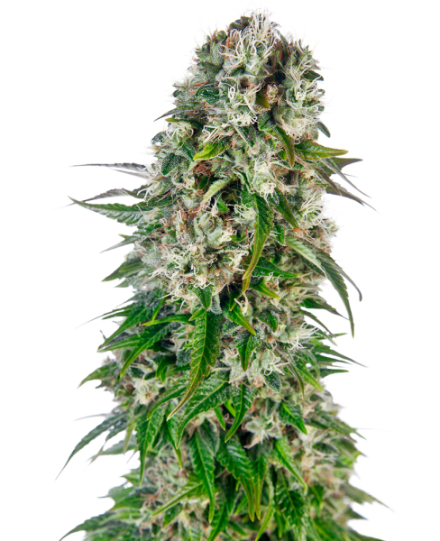 Big Bud - auto. 3St.