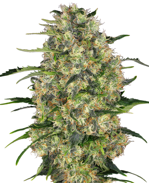 Black Domina - fem.