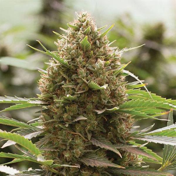Amnesia Core Cut Hanfstecklinge