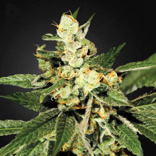 TrainWreck Hanfstecklinge