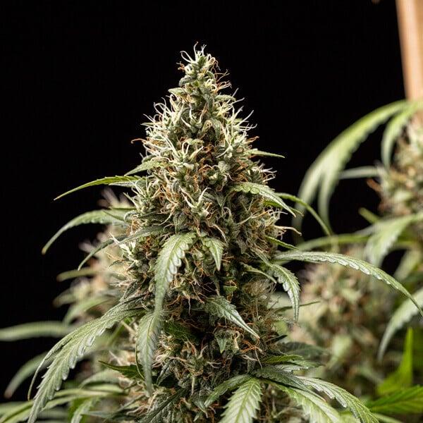 Cookies Gelato Auto 3 Seeds