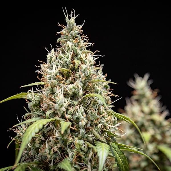 Cookies Gelato Auto 3 Seeds
