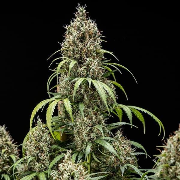 Cookies Gelato Auto 3 Seeds
