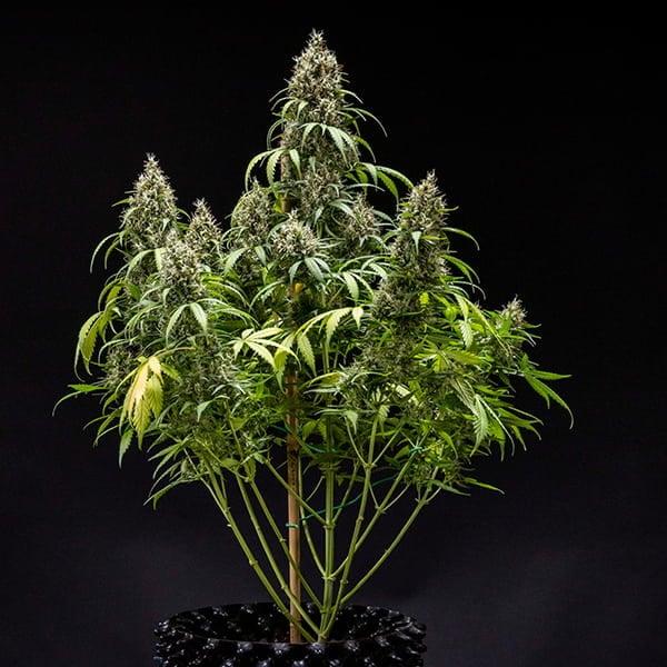 Cookies Gelato Auto 3 Seeds