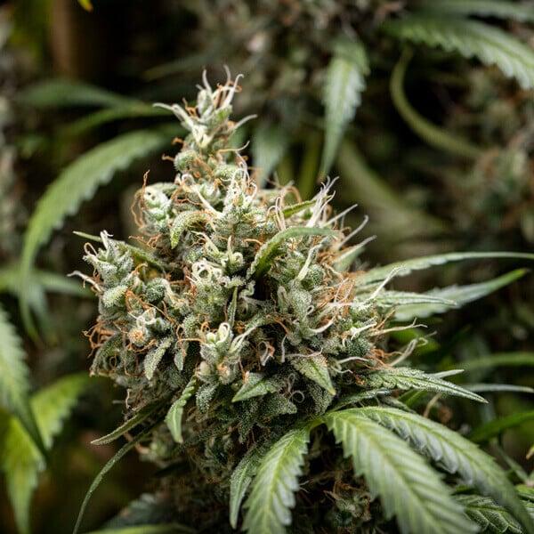 Cookies Gelato Auto 3 Seeds
