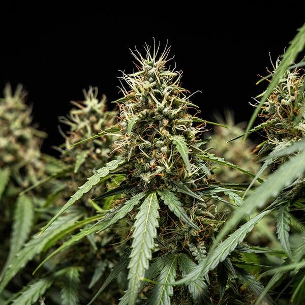 Corkscrew Auto 3 Seeds