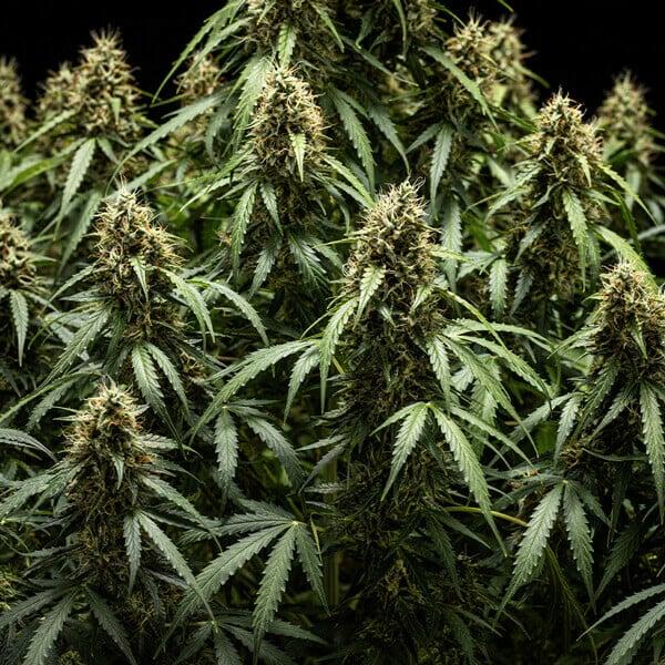 Corkscrew Auto 3 Seeds