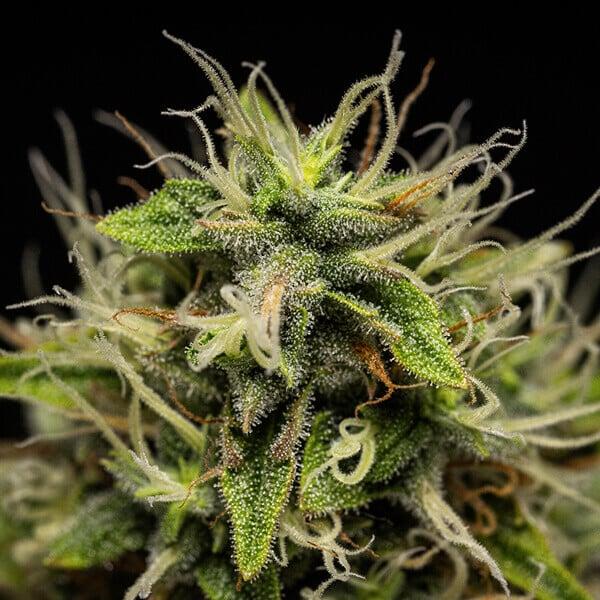 Corkscrew Auto 3 Seeds