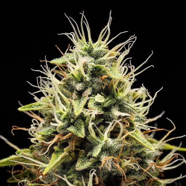 Corkscrew Auto 3 Seeds