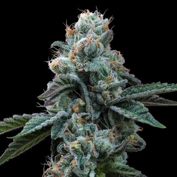 Dynamite Diesel 3 Seeds