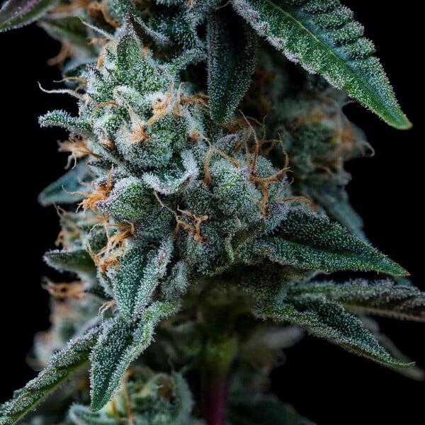 Dynamite Diesel 3 Seeds