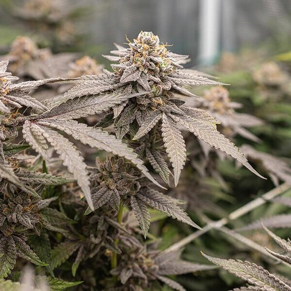 Dynamite Diesel 3 Seeds