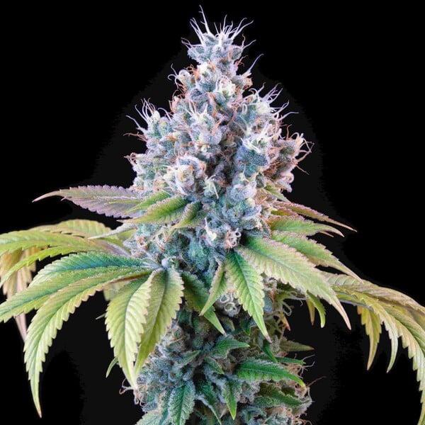 Dynamite Diesel 3 Seeds