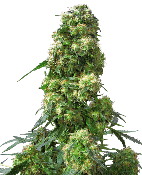 Early Skunk - reg. (10stk)