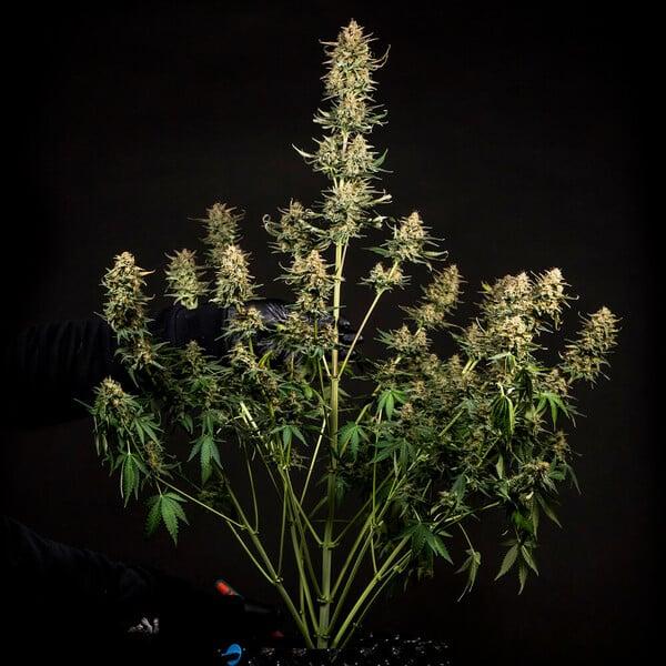 Fat Banana Auto 3 Seeds