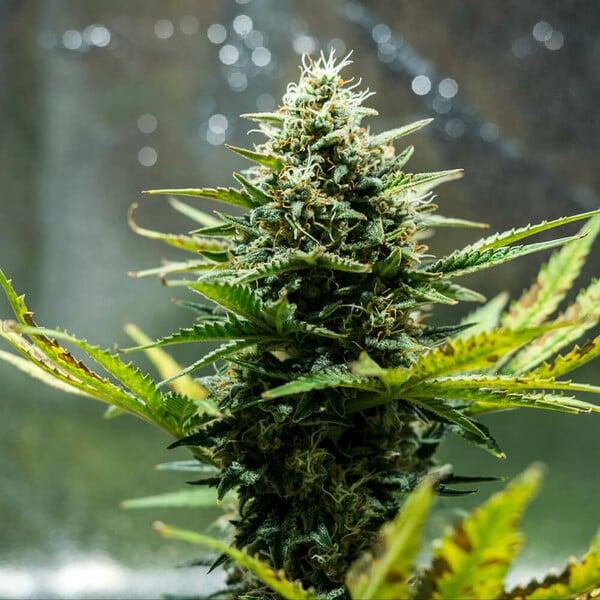 Fat Banana Auto 3 Seeds