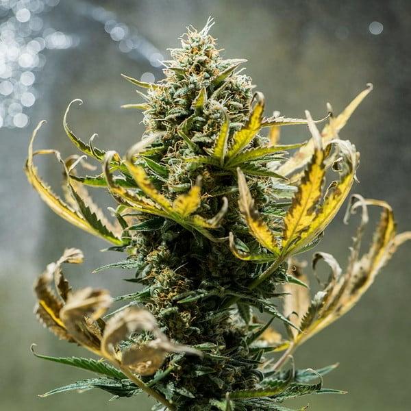 Fat Banana Auto 3 Seeds